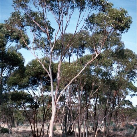 Eucalyptus corrugata unspecified picture