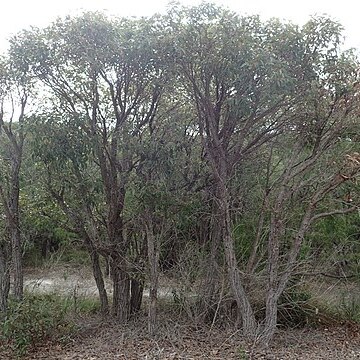 Eucalyptus staeri unspecified picture