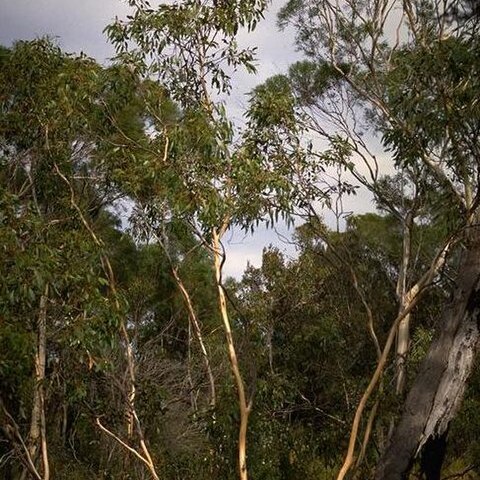 Eucalyptus barberi unspecified picture