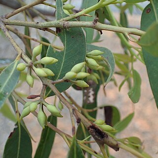 Eucalyptus helidonica unspecified picture