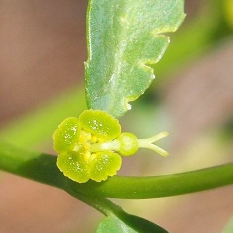 Euphorbia biconvexa unspecified picture