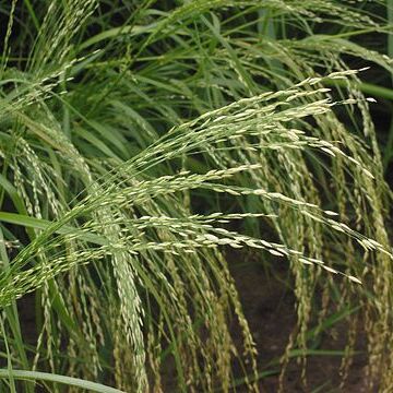 Eragrostis tef unspecified picture