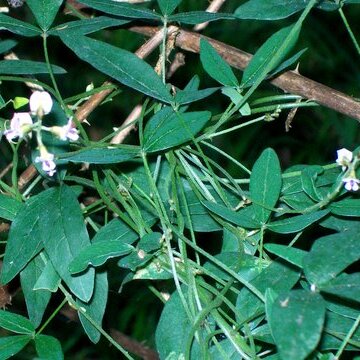 Glycine tabacina unspecified picture