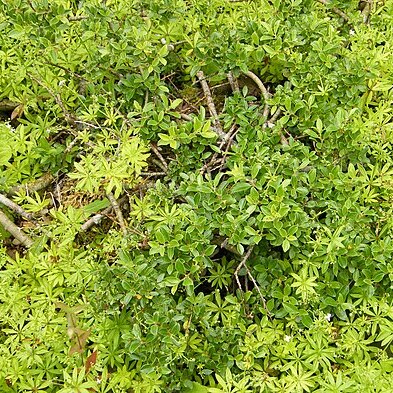 Salix arbuscula unspecified picture