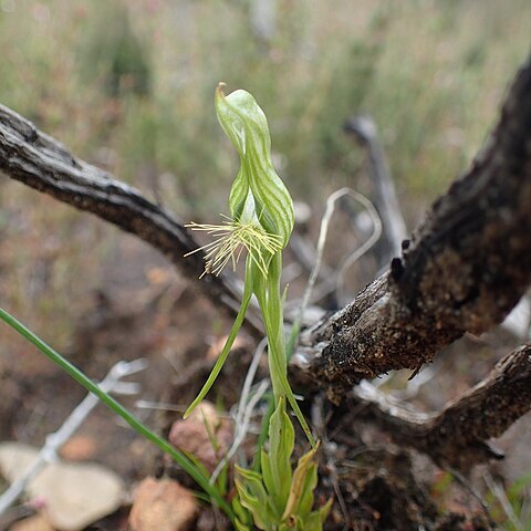 Pterostylis turfosa unspecified picture