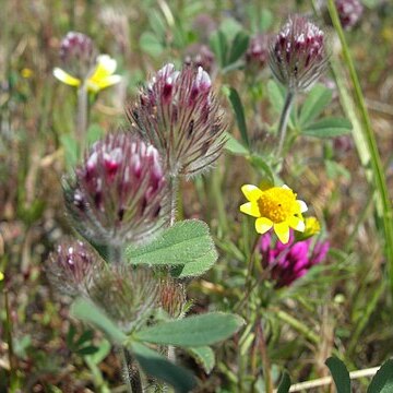 Trifolium albopurpureum unspecified picture