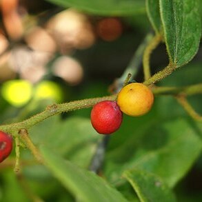 Hypserpa decumbens unspecified picture