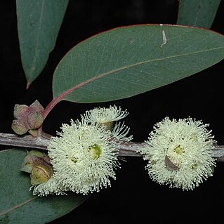 Eucalyptus boliviana unspecified picture