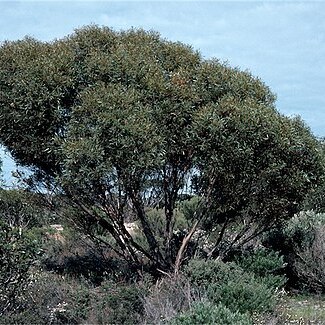 Eucalyptus discreta unspecified picture