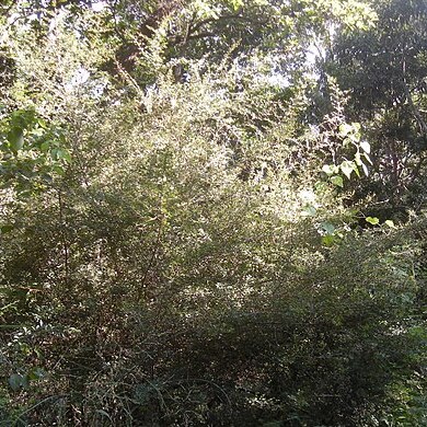 Erythroxylum australe unspecified picture