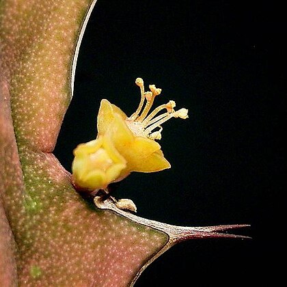 Euphorbia furcata unspecified picture