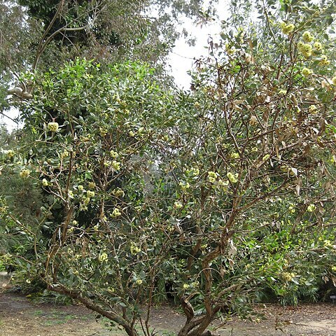 Eucalyptus grossa unspecified picture