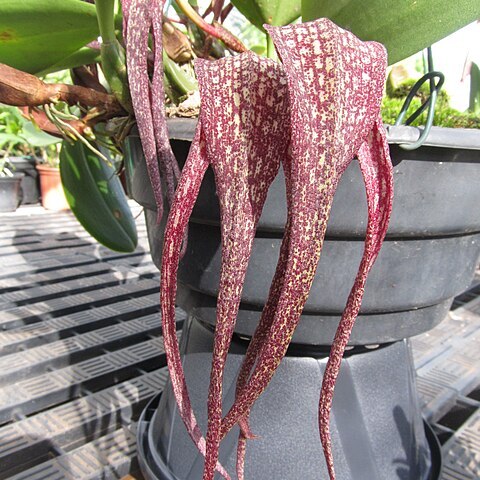 Bulbophyllum longisepalum unspecified picture