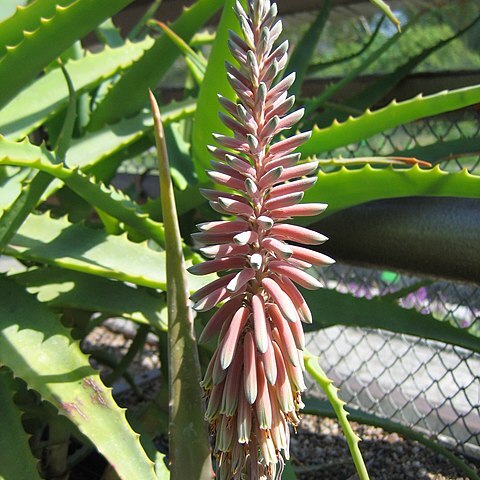 Aloe niebuhriana unspecified picture