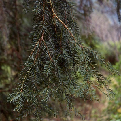 Taxus globosa unspecified picture