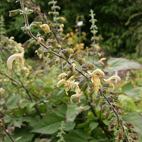 Salvia nubicola unspecified picture