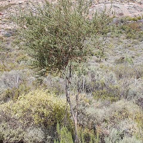 Otholobium arborescens unspecified picture