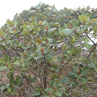 Ficus trichopoda unspecified picture