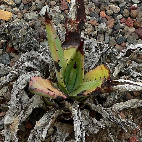 Agave mckelveyana unspecified picture