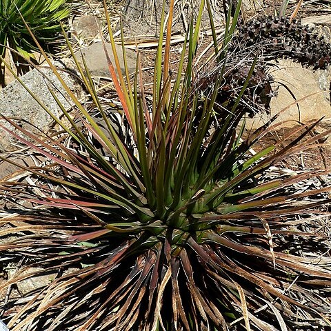 Agave ornithobroma unspecified picture