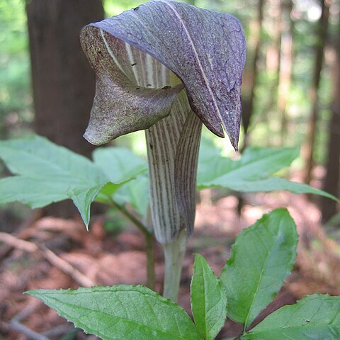 Arisaema limbatum unspecified picture