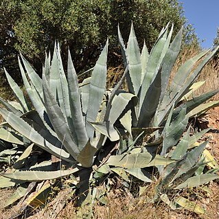 Agave unspecified picture