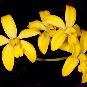 Cattleya esalqueana unspecified picture