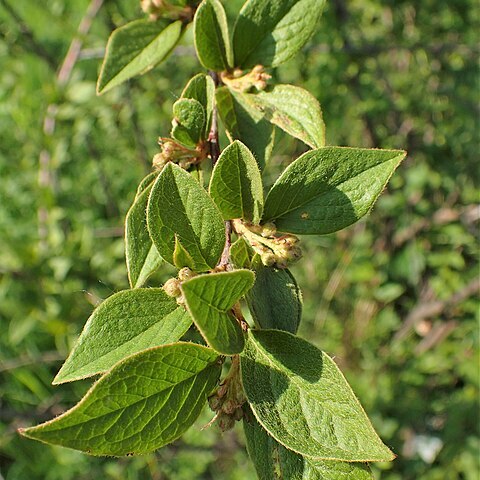 Cotoneaster obtusus unspecified picture