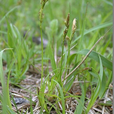 Carex nervata unspecified picture