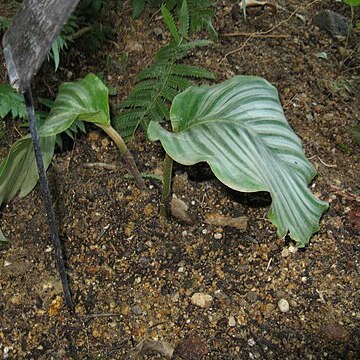 Calathea orbifolia unspecified picture