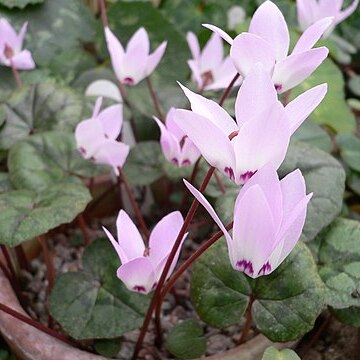 Cyclamen libanoticum unspecified picture