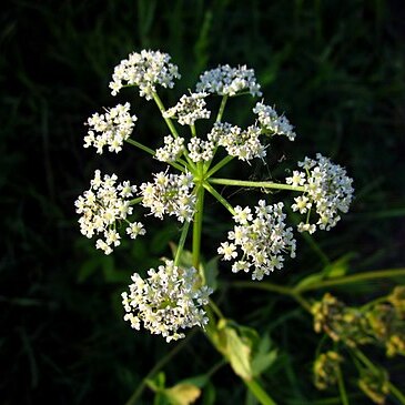 Ostericum palustre unspecified picture