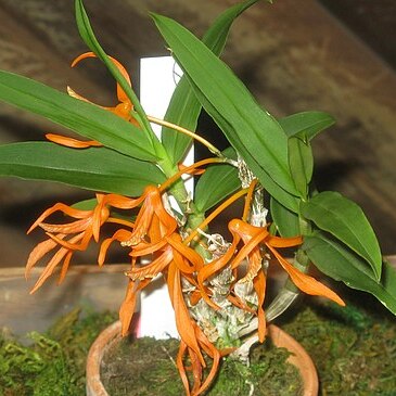 Dendrobium lamyaiae unspecified picture