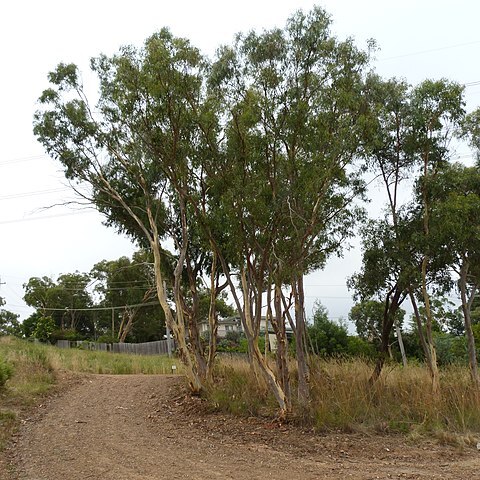 Eucalyptus rossii unspecified picture