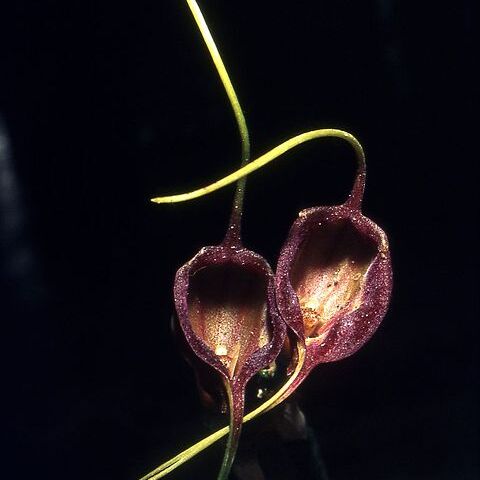 Masdevallia echo unspecified picture