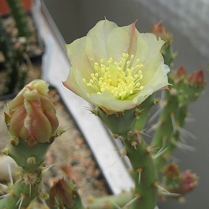 Opuntia chaffeyi unspecified picture