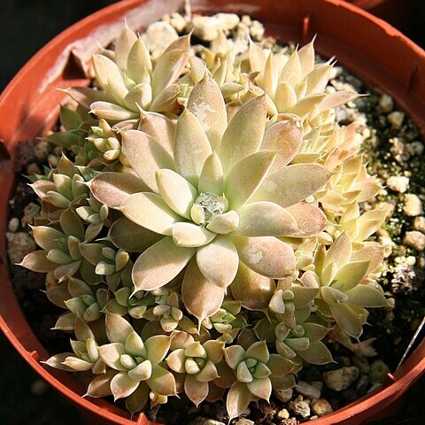 Orostachys fimbriata unspecified picture