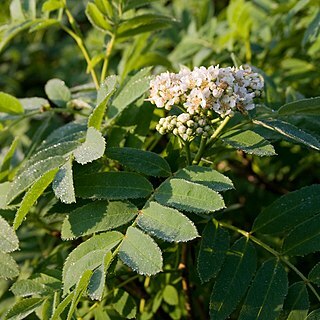 Sorbus matsumurana unspecified picture