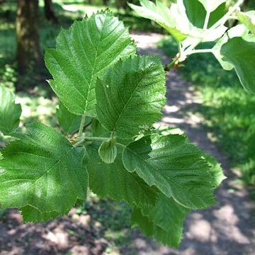 Karpatiosorbus latifolia unspecified picture