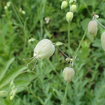 Silene fabarioides unspecified picture