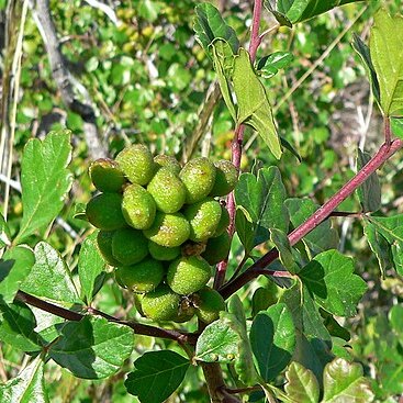 Rhus trilobata unspecified picture