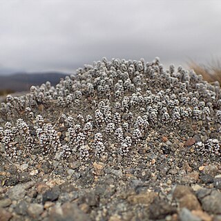 Raoulia albosericea unspecified picture