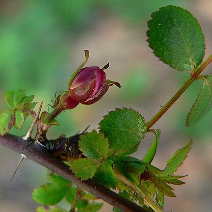 Rosa pinetorum unspecified picture