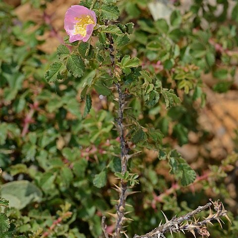 Rosa pulverulenta unspecified picture