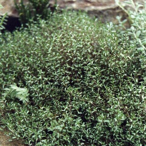 Raoulia tenuicaulis unspecified picture