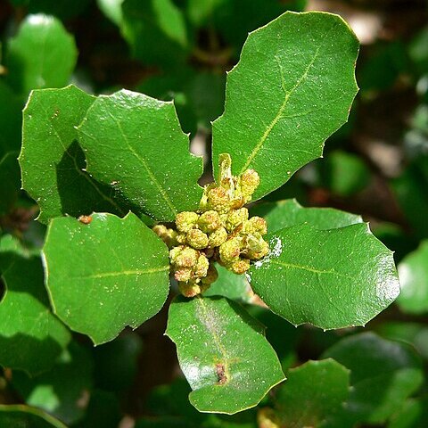 Quercus pacifica unspecified picture