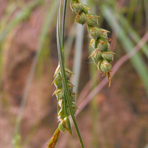 Carex triquetra unspecified picture