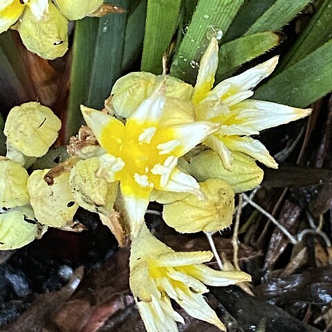 Conostylis serrulata unspecified picture