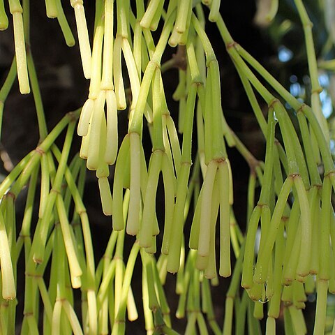 Rhipsalis clavata unspecified picture