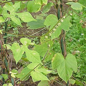 Ipomoea lobata unspecified picture